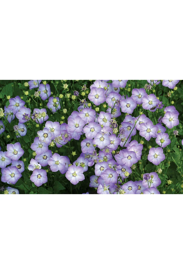 Dzwonek 'Samantha' Campanula