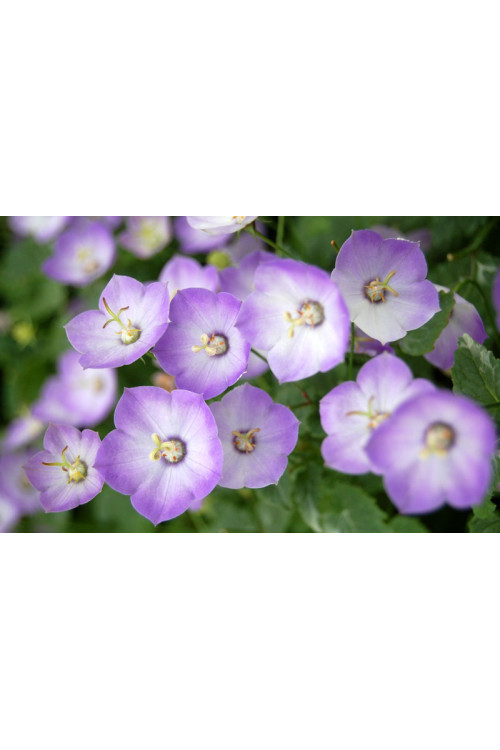 Dzwonek 'Samantha' Campanula