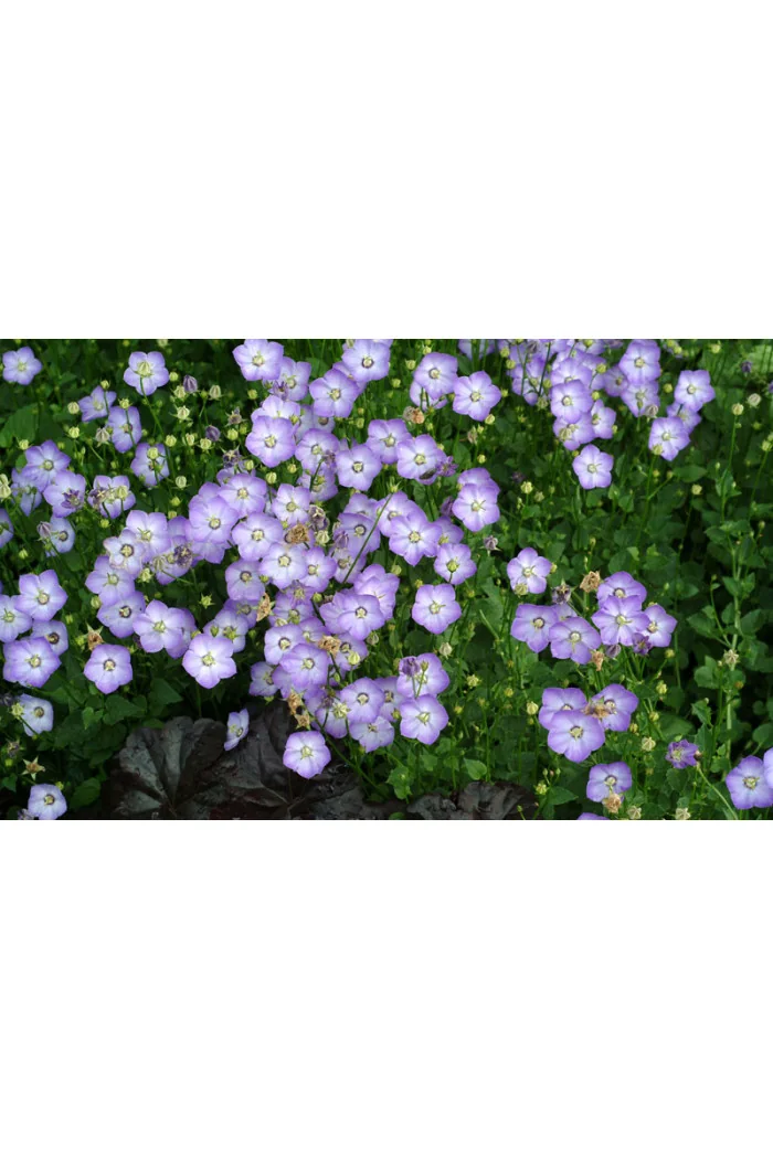 Dzwonek 'Samantha' Campanula