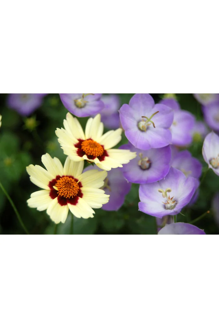 Dzwonek 'Samantha' Campanula