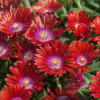 Słonecznica 'Sundella Red' | Delosperma