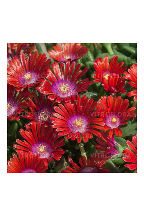 Słonecznica 'Sundella Red' | Delosperma