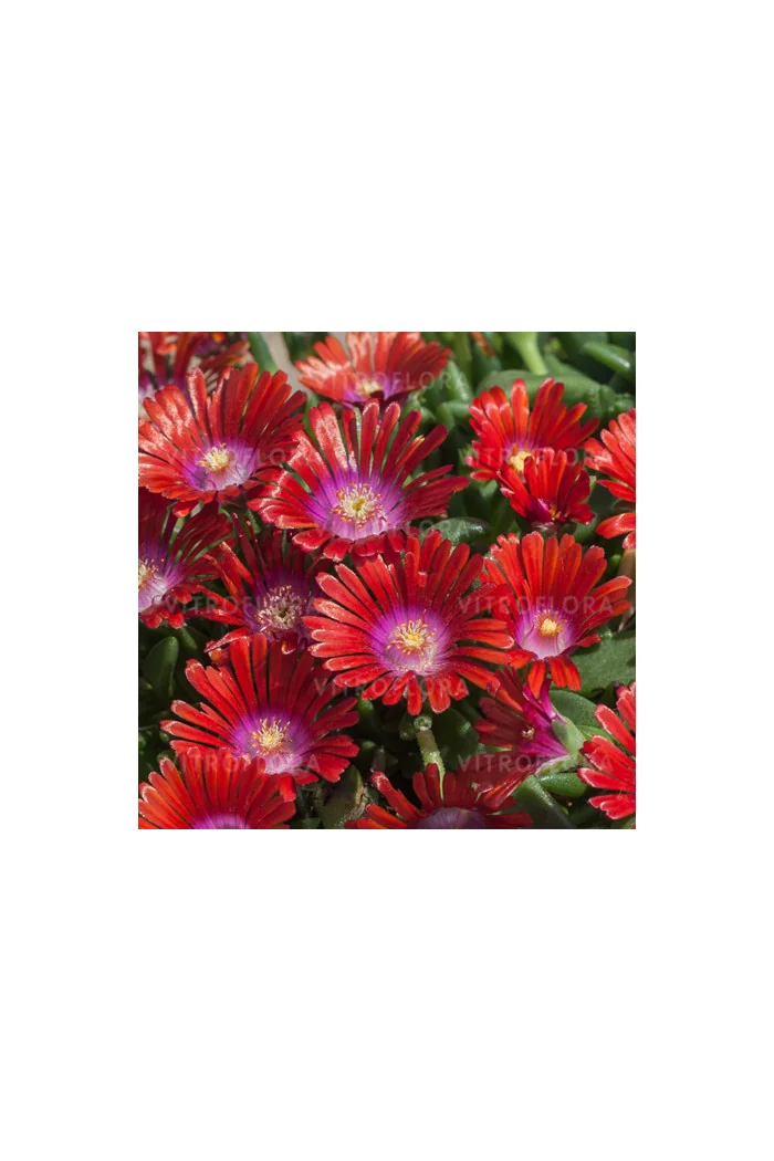 Słonecznica 'Sundella Red' | Delosperma