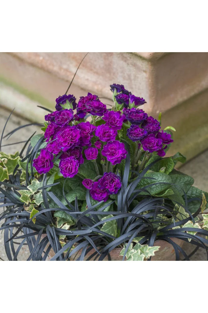 Pierwiosnek 'Belarina® Ruby Champagne' | Primula