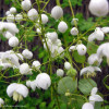 Rutewka 'Splendide White' | Thalictrum