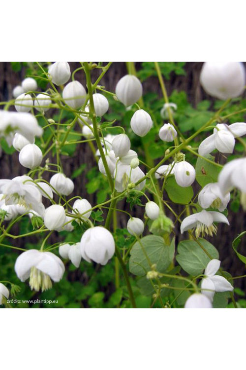 Rutewka 'Splendide White' | Thalictrum
