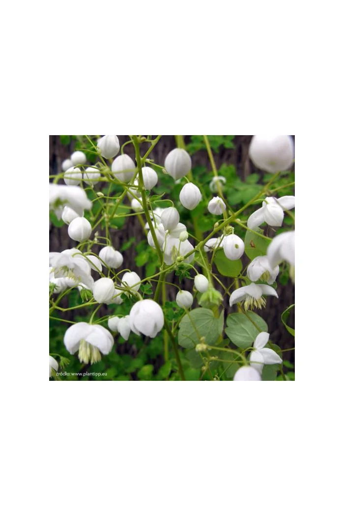 Rutewka 'Splendide White' | Thalictrum