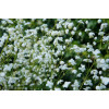 Rutewka 'Splendide White' | Thalictrum