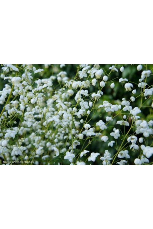 Rutewka 'Splendide White' | Thalictrum