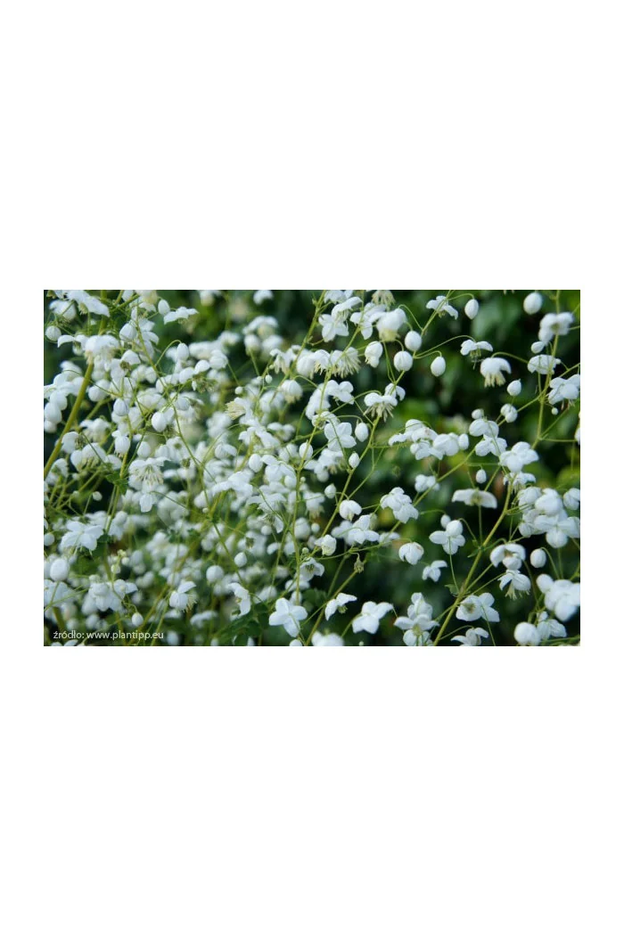 Rutewka 'Splendide White' | Thalictrum