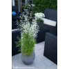 Rutewka 'Splendide White' | Thalictrum