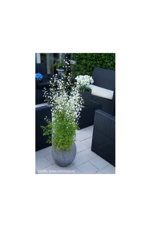 Rutewka 'Splendide White' | Thalictrum