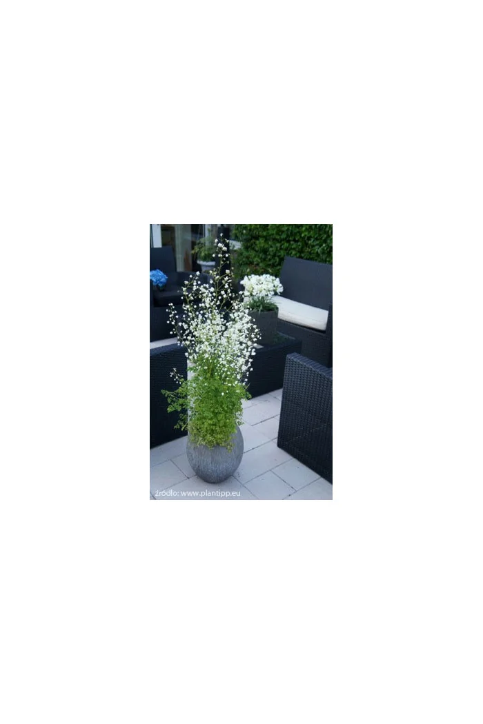 Rutewka 'Splendide White' | Thalictrum