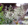 Rutewka 'Splendide White' | Thalictrum
