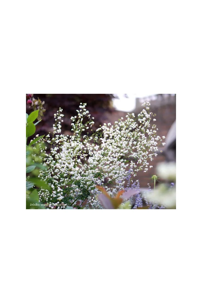 Rutewka 'Splendide White' | Thalictrum