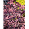 Rozchodnik karpacki 'Purple Emperor' | Sedum