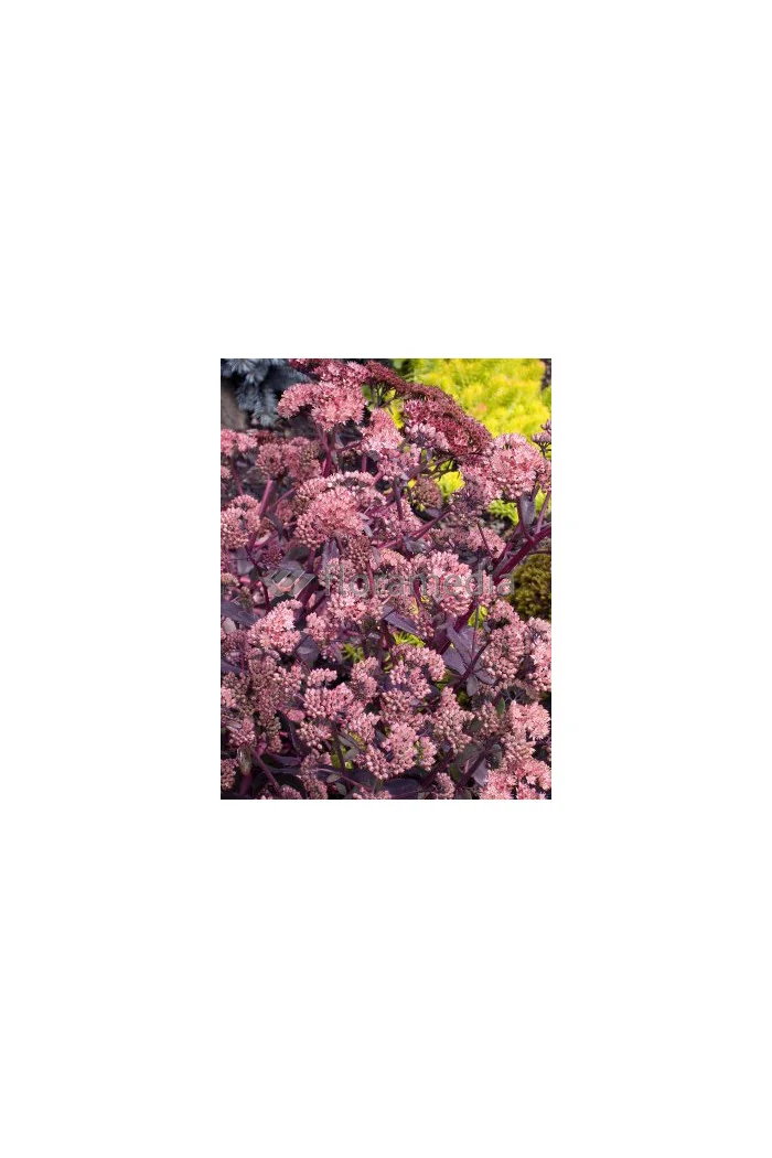 Rozchodnik karpacki 'Purple Emperor' | Sedum