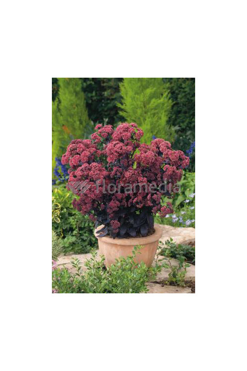 Rozchodnik karpacki 'Purple Emperor' | Sedum