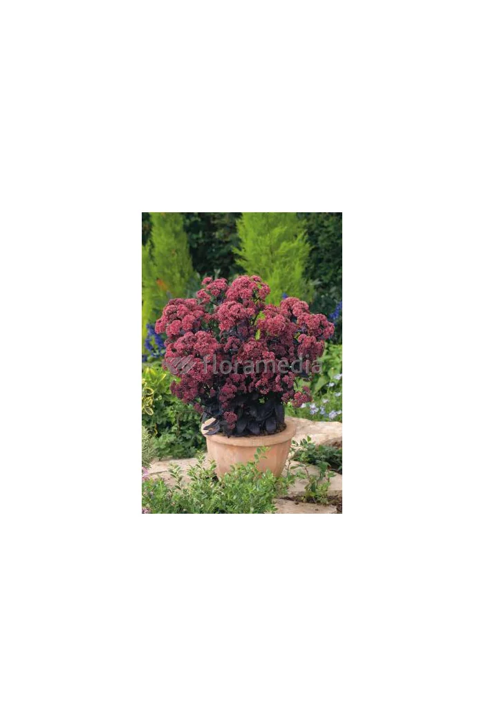 Rozchodnik karpacki 'Purple Emperor' | Sedum