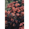 Rozchodnik karpacki 'Purple Emperor' | Sedum