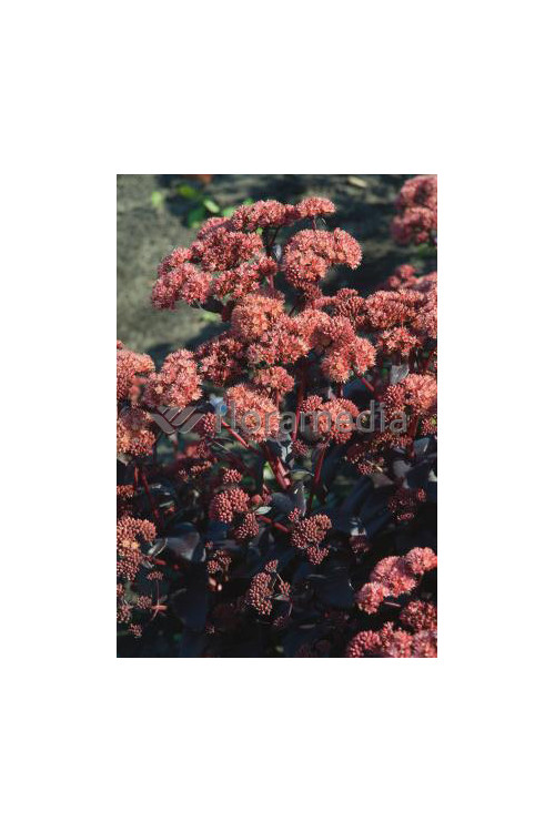 Rozchodnik karpacki 'Purple Emperor' | Sedum