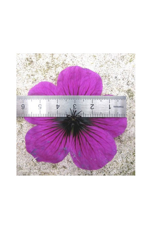 Bodziszek 'Dragon Heart' Geranium