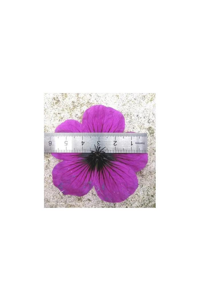 Bodziszek 'Dragon Heart' Geranium