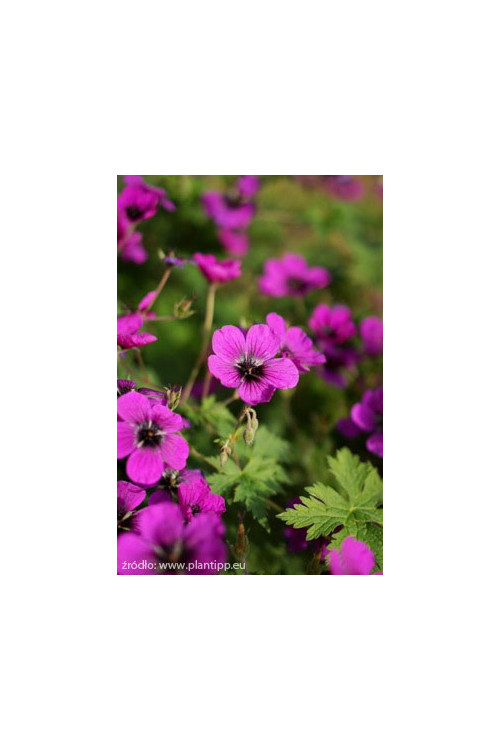 Bodziszek 'Dragon Heart' Geranium