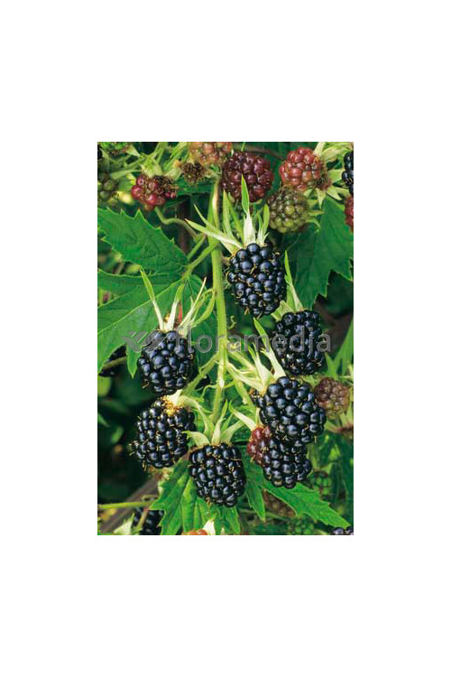 Jeżyna bezkolcowa 'Oregon Thornless' Rubus fruticosus