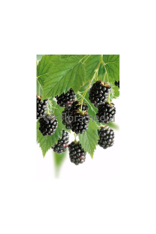 Jeżyna bezkolcowa 'Oregon Thornless' Rubus fruticosus