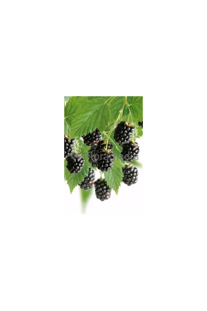 Jeżyna bezkolcowa 'Oregon Thornless' Rubus fruticosus