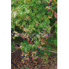 Jeżyna bezkolcowa 'Oregon Thornless' Rubus fruticosus