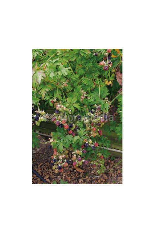Jeżyna bezkolcowa 'Oregon Thornless' Rubus fruticosus