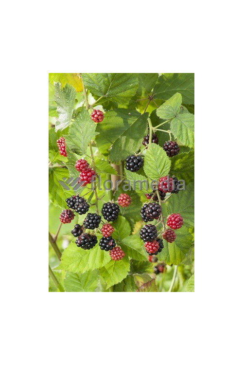 Jeżyna bezkolcowa 'Oregon Thornless' Rubus fruticosus