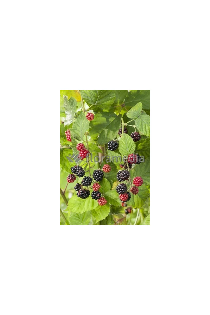 Jeżyna bezkolcowa 'Oregon Thornless' Rubus fruticosus