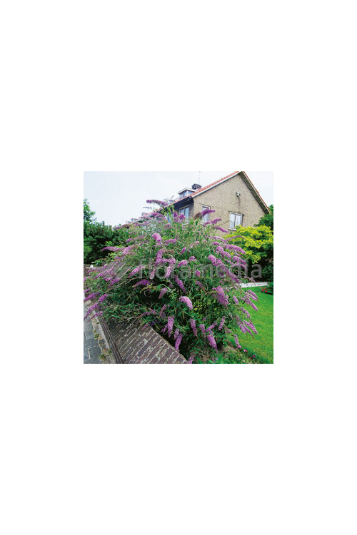 Budleja Dawida odm. nanchoeńska Buddleja davidii var. nanhoensis