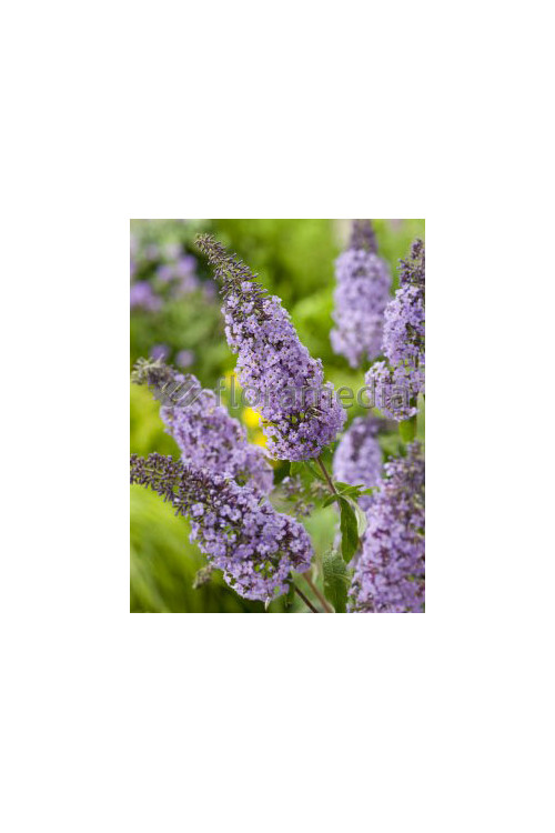 Budleja Dawida odm. nanchoeńska Buddleja davidii var. nanhoensis