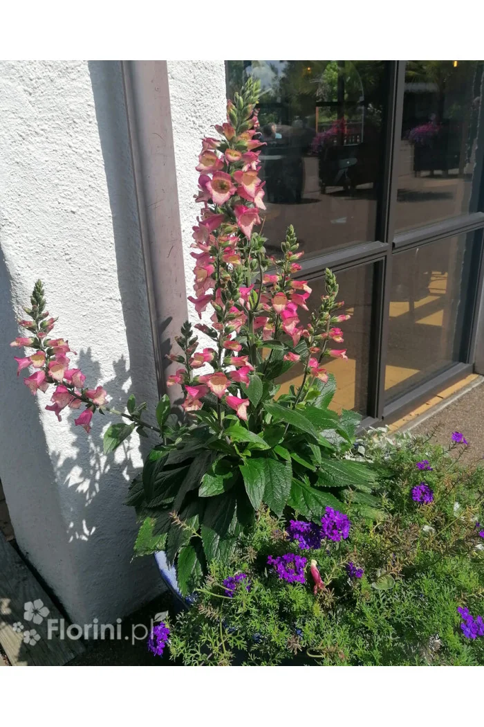 Naparstnica 'Falcon Fire' | Digitalis