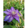 Powojnik 'Multi Blue' | Clematis