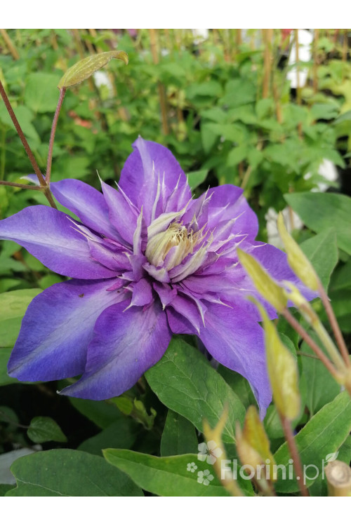 Powojnik 'Multi Blue' | Clematis