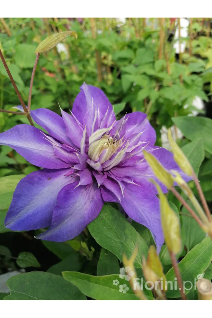 Powojnik 'Multi Blue' | Clematis