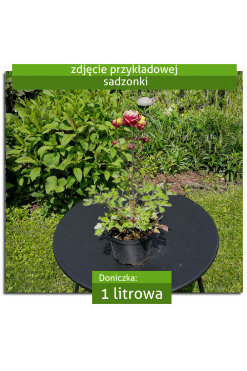 Orlik pospolity 'Winky Double Rose and White' Aquilegia vulgaris