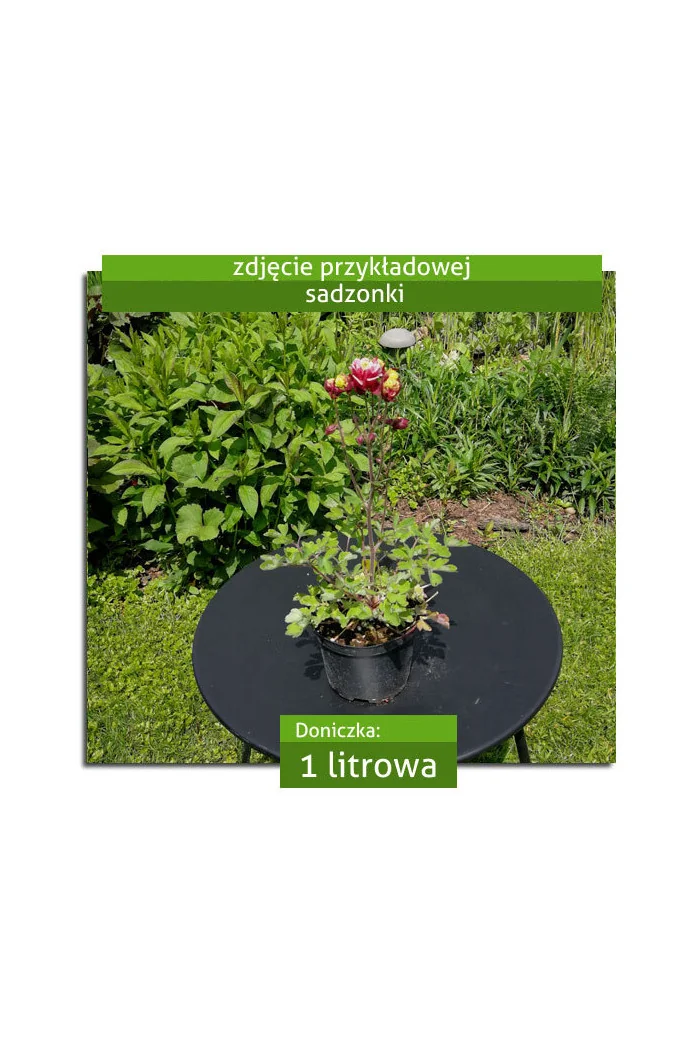 Orlik pospolity 'Winky Double Rose and White' Aquilegia vulgaris