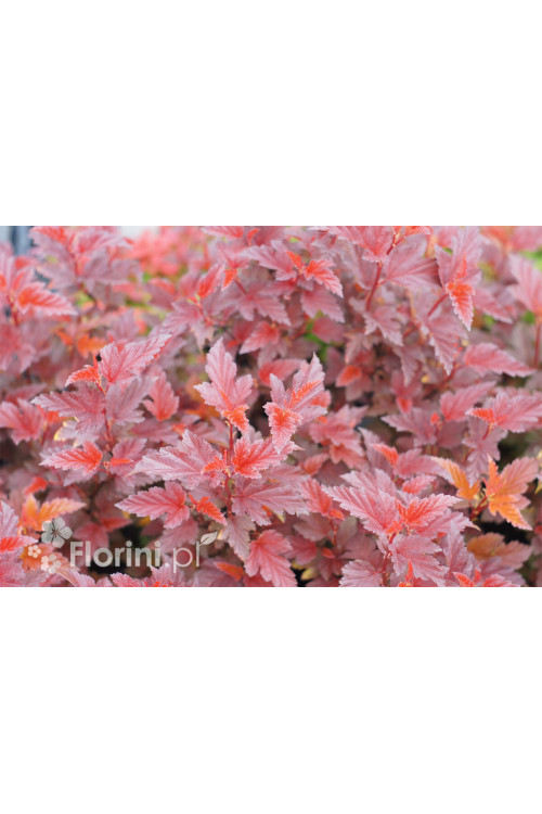 Pęcherznica kalinolistna 'Little Angel' | Physocarpus opulifolius