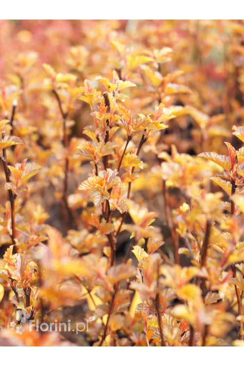 Pęcherznica kalinolistna 'Little Angel' | Physocarpus opulifolius