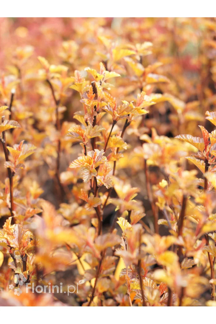Pęcherznica kalinolistna 'Little Angel' | Physocarpus opulifolius