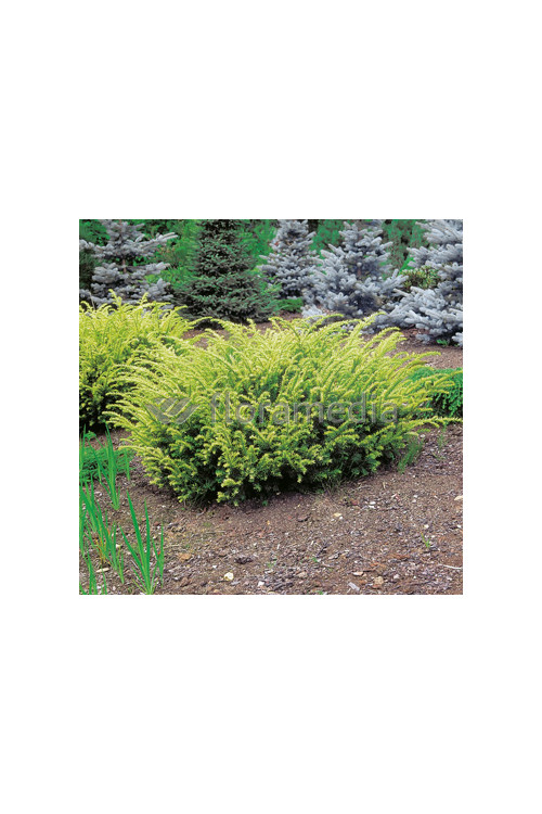 Cis pospolity 'Elegantissima' Taxus baccata
