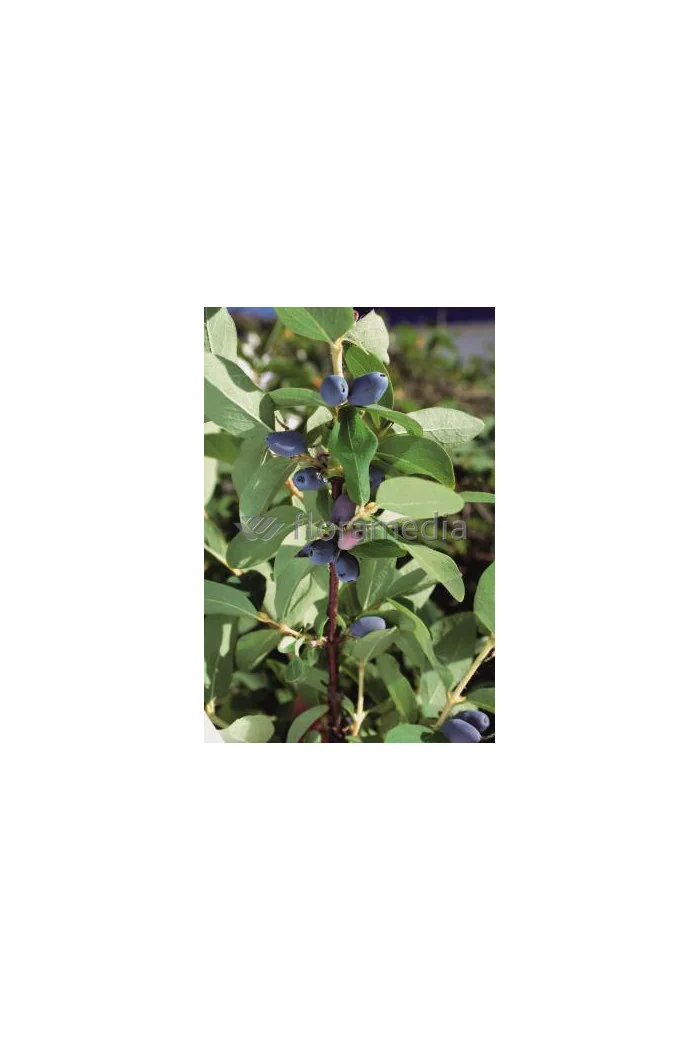 Jagoda kamczacka 'Zojka' Lonicera kamtschatica