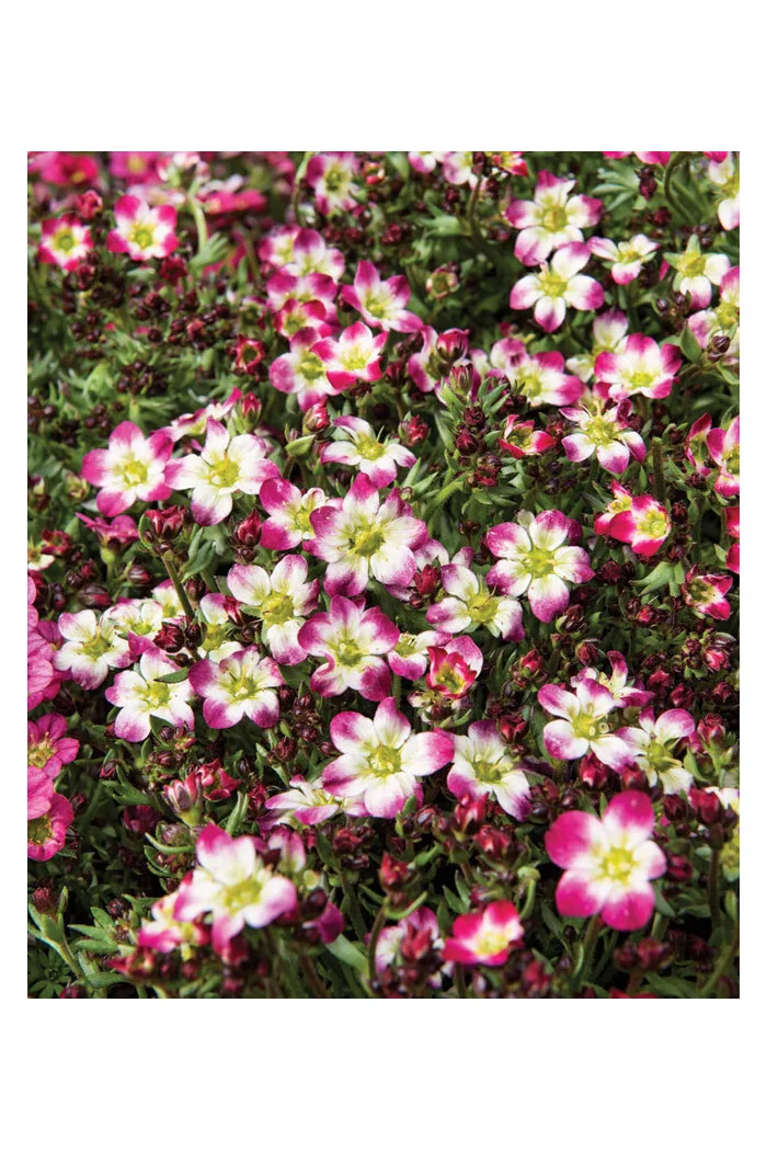 Skalnica arendsa 'Marco Picotee Red' | Saxifraga x arendsii