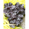 Żurawka 'Black Forrest Cake' | Heuchera